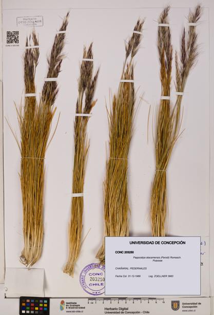Pappostipa atacamensis [Espécimen: UDEC:CONC:0203250]