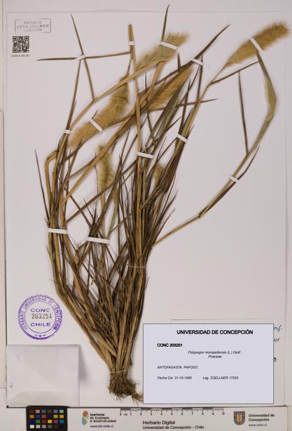 Polypogon monspeliensis [Espécimen: UDEC:CONC:0203251]