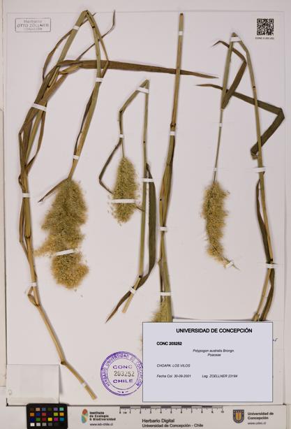 Polypogon australis [Espécimen: UDEC:CONC:0203252]