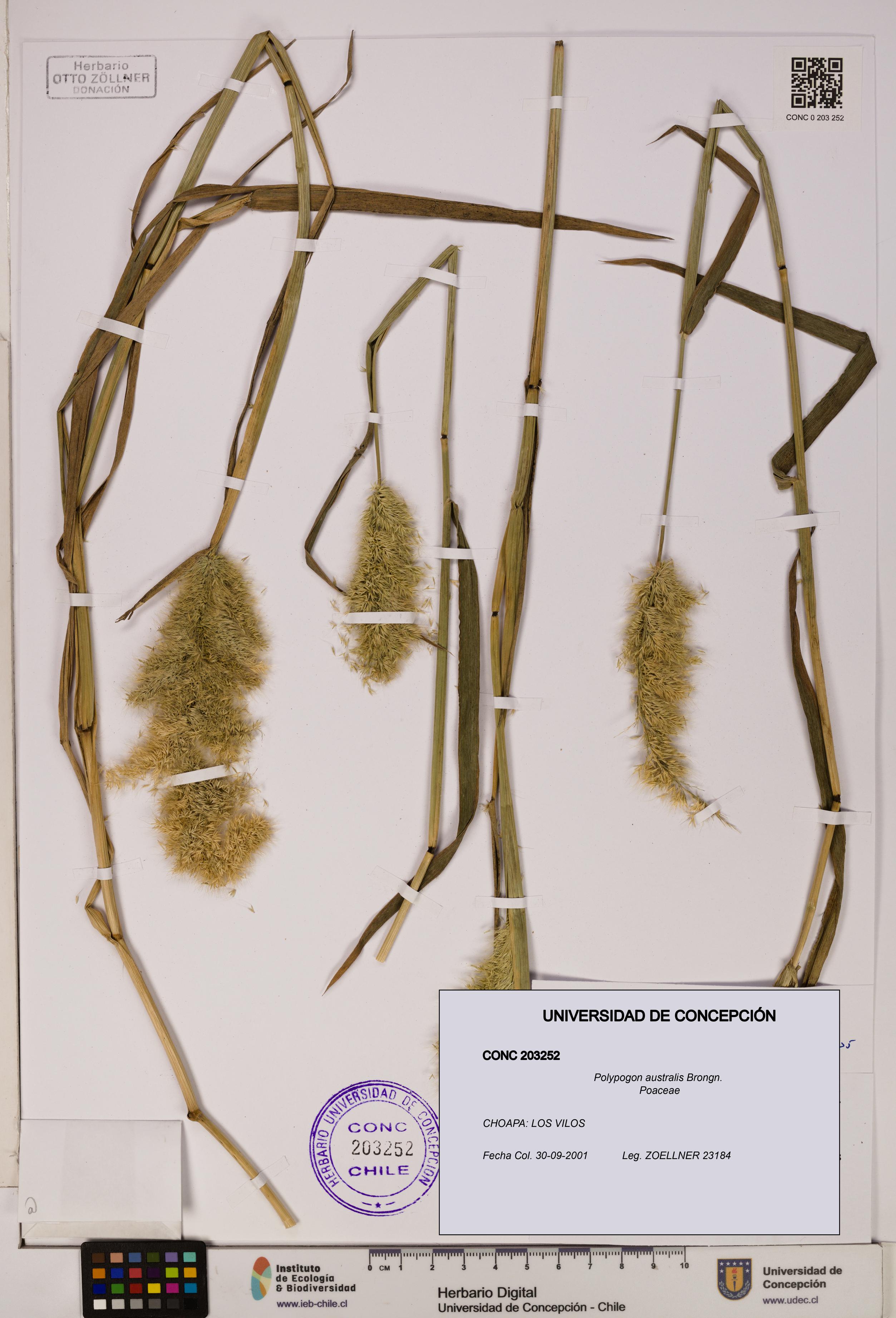 Polypogon australis [Espécimen: UDEC:CONC:0203252]