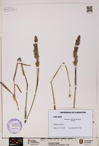Polypogon viridis [Espécimen: UDEC:CONC:0203253]