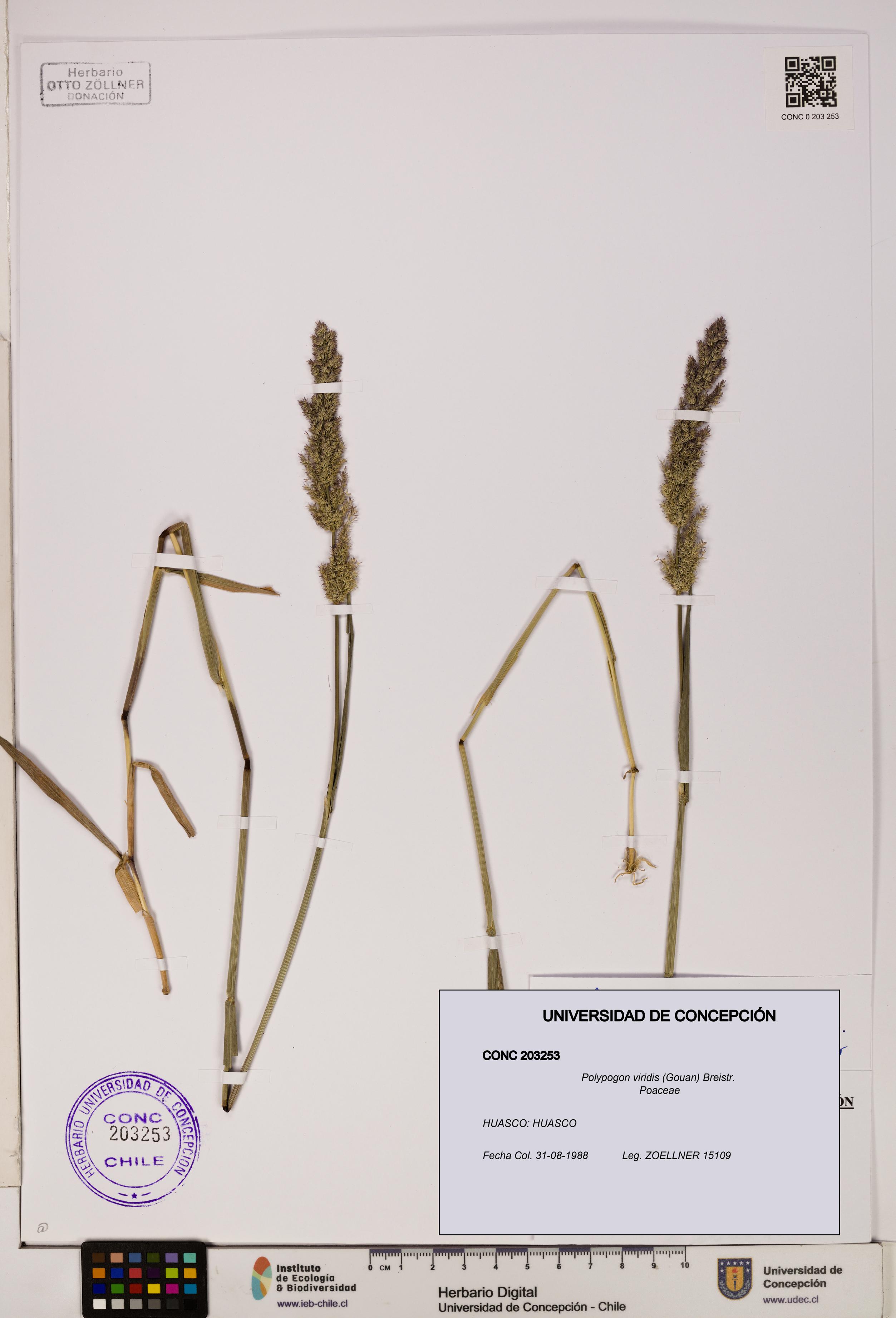 Polypogon viridis [Espécimen: UDEC:CONC:0203253]