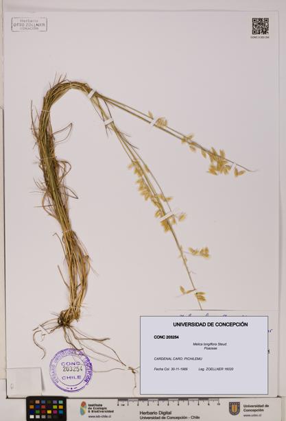 Melica longiflora [Espécimen: UDEC:CONC:0203254]
