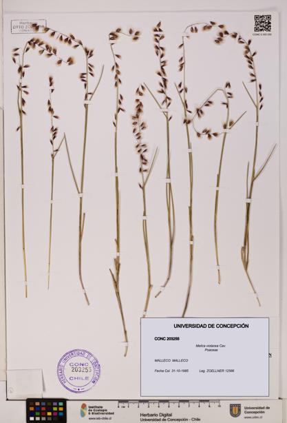 Melica violacea [Espécimen: UDEC:CONC:0203255]