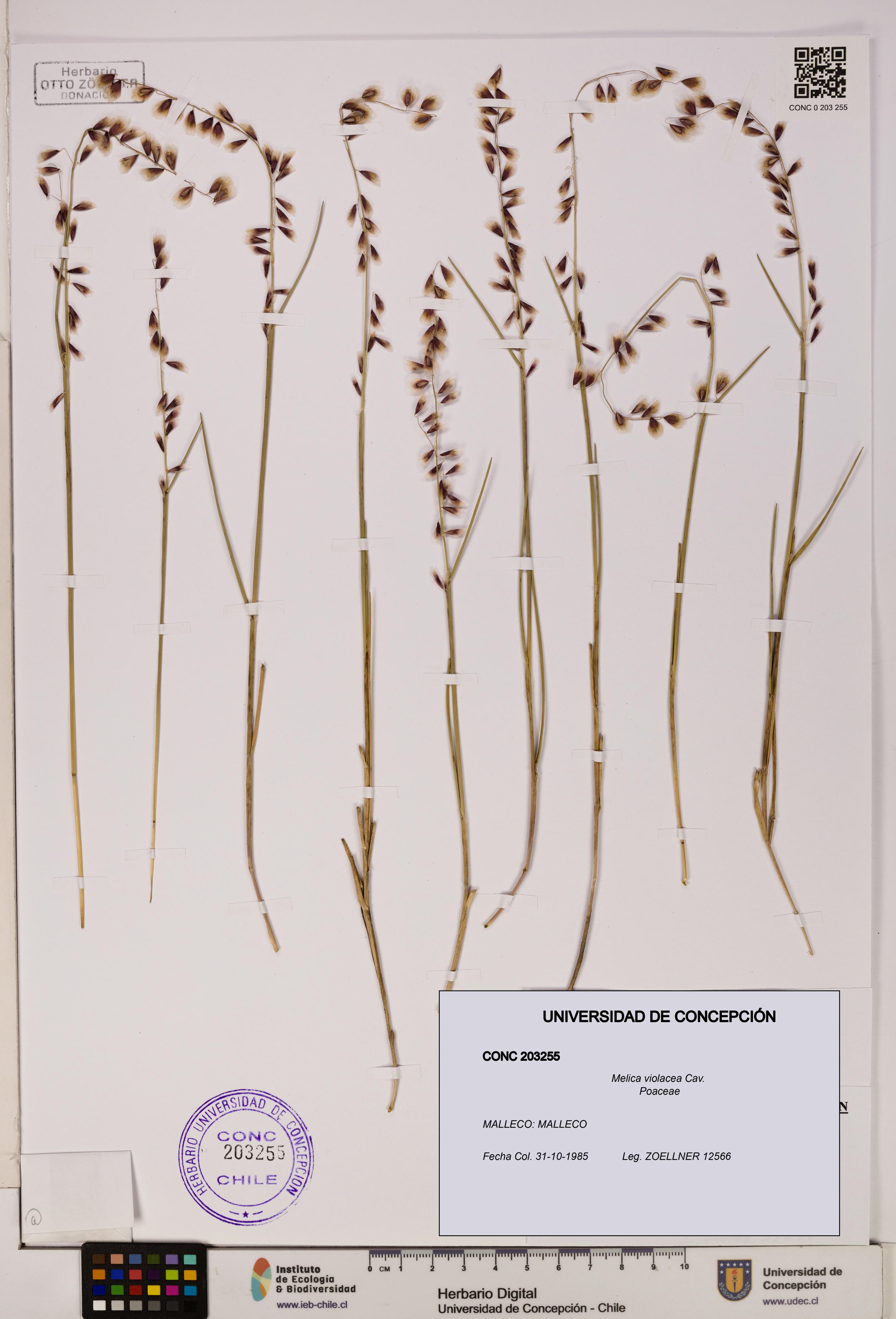 Melica violacea [Espécimen: UDEC:CONC:0203255]