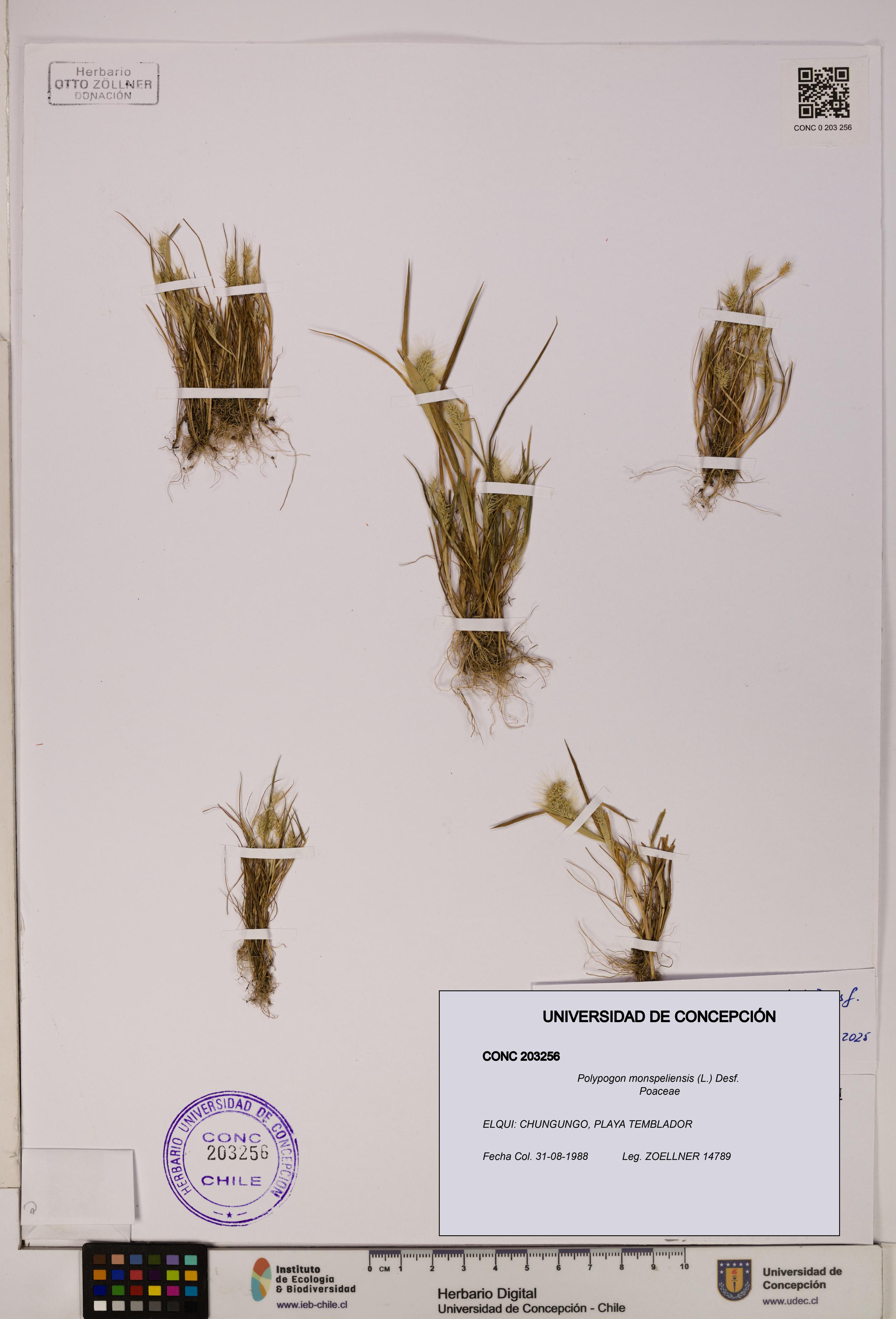 Polypogon monspeliensis [Espécimen: UDEC:CONC:0203256]