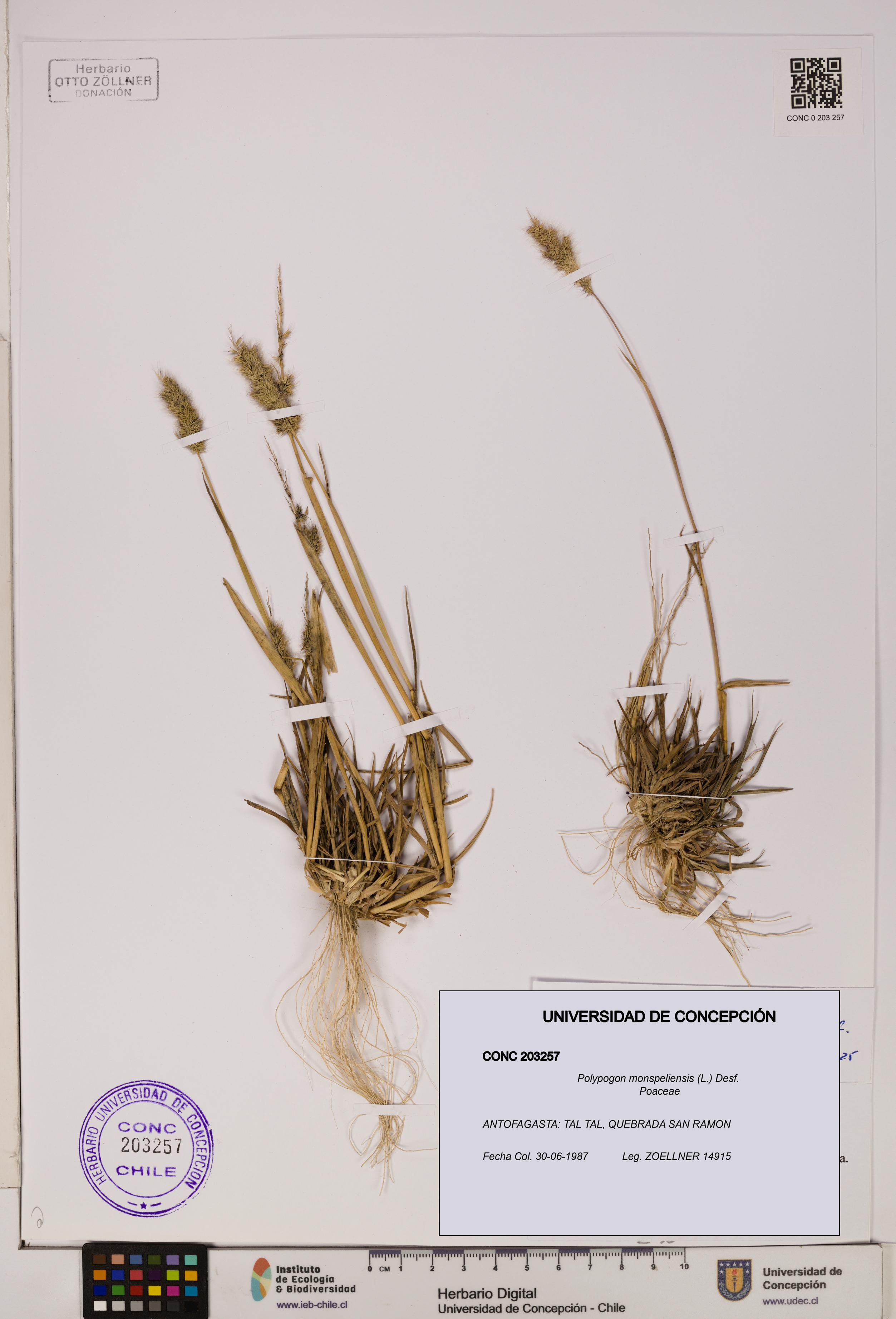 Polypogon monspeliensis [Espécimen: UDEC:CONC:0203257]