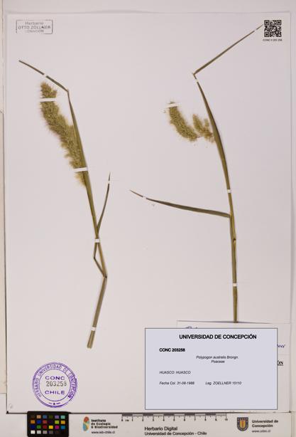 Polypogon australis [Espécimen: UDEC:CONC:0203258]
