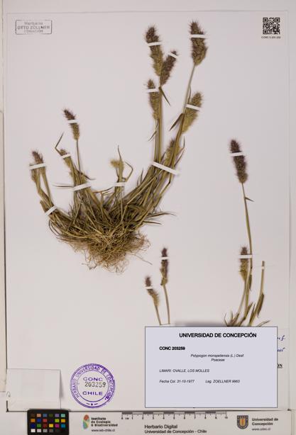 Polypogon monspeliensis [Espécimen: UDEC:CONC:0203259]