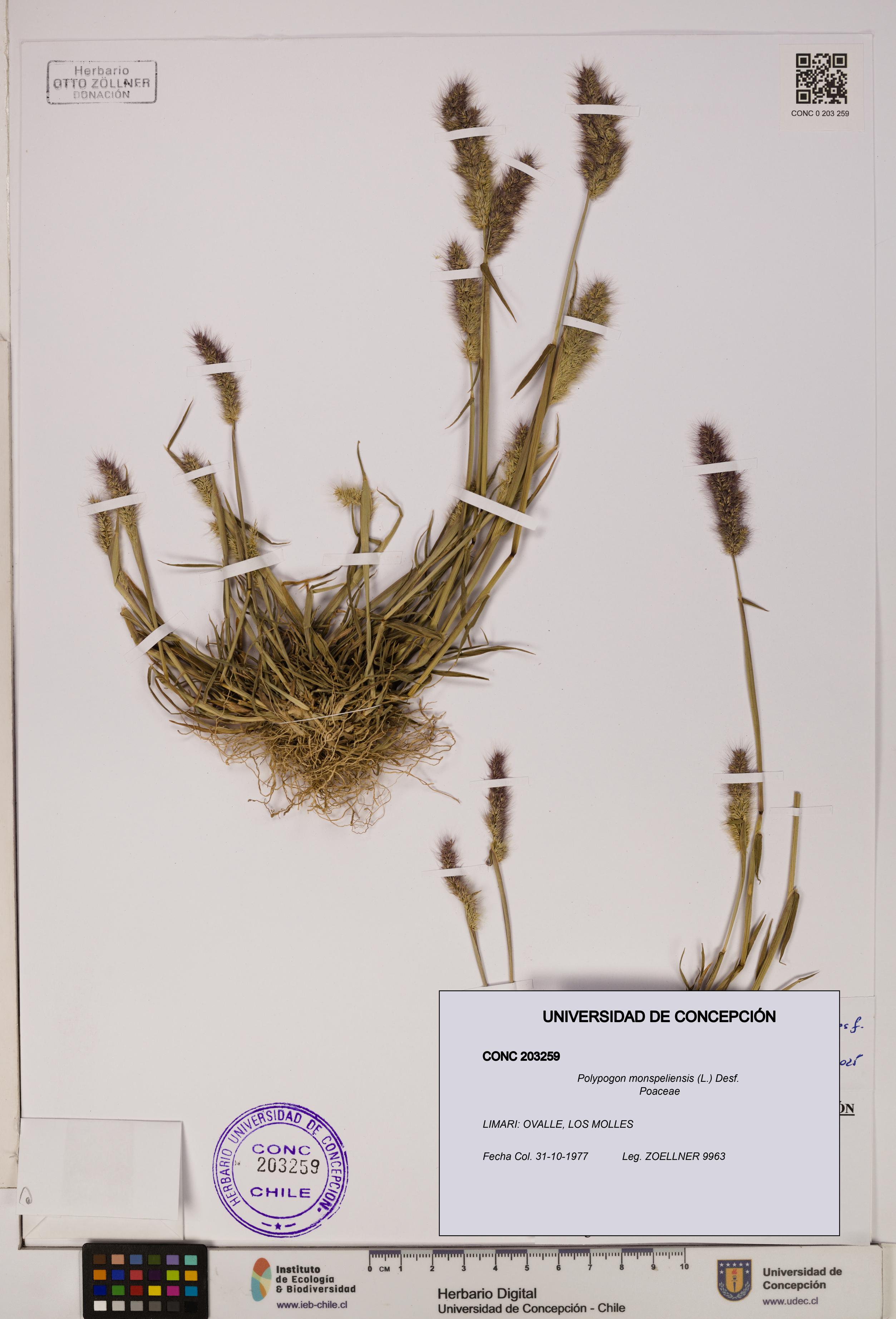 Polypogon monspeliensis [Espécimen: UDEC:CONC:0203259]