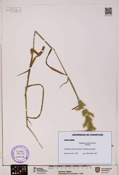Polypogon australis [Espécimen: UDEC:CONC:0203260]