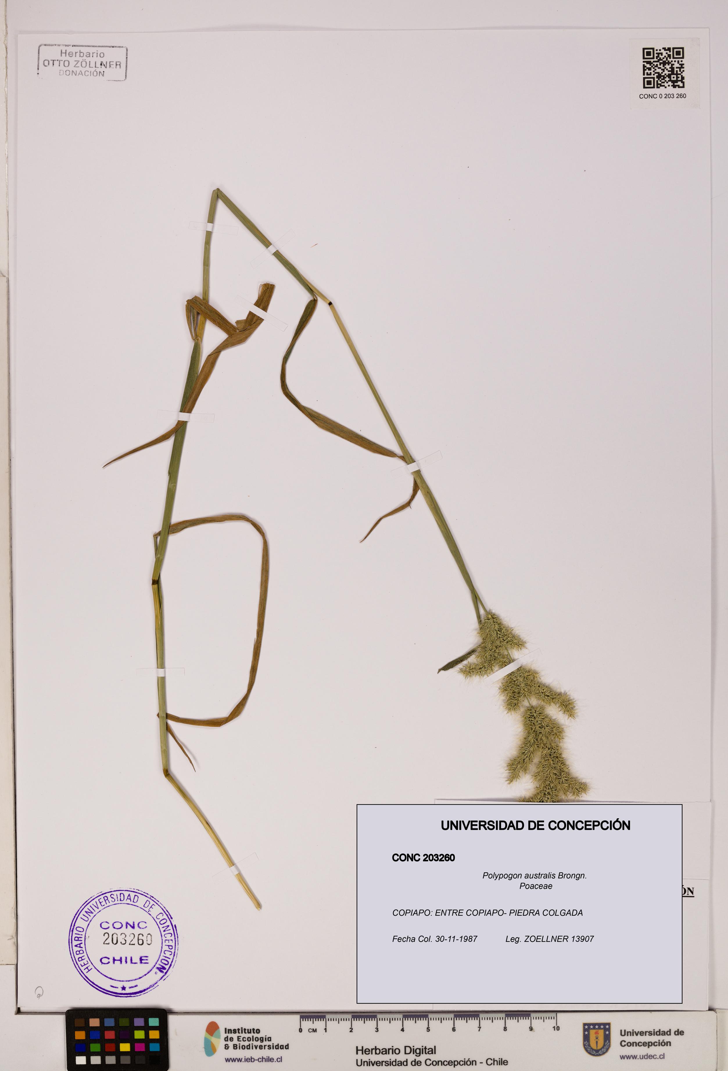 Polypogon australis [Espécimen: UDEC:CONC:0203260]