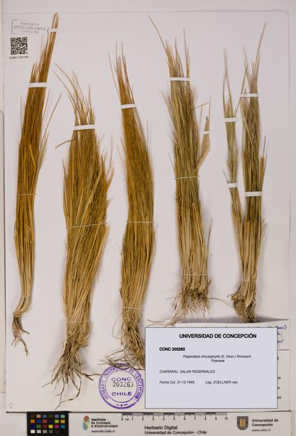 Pappostipa chrysophylla [Espécimen: UDEC:CONC:0203263]