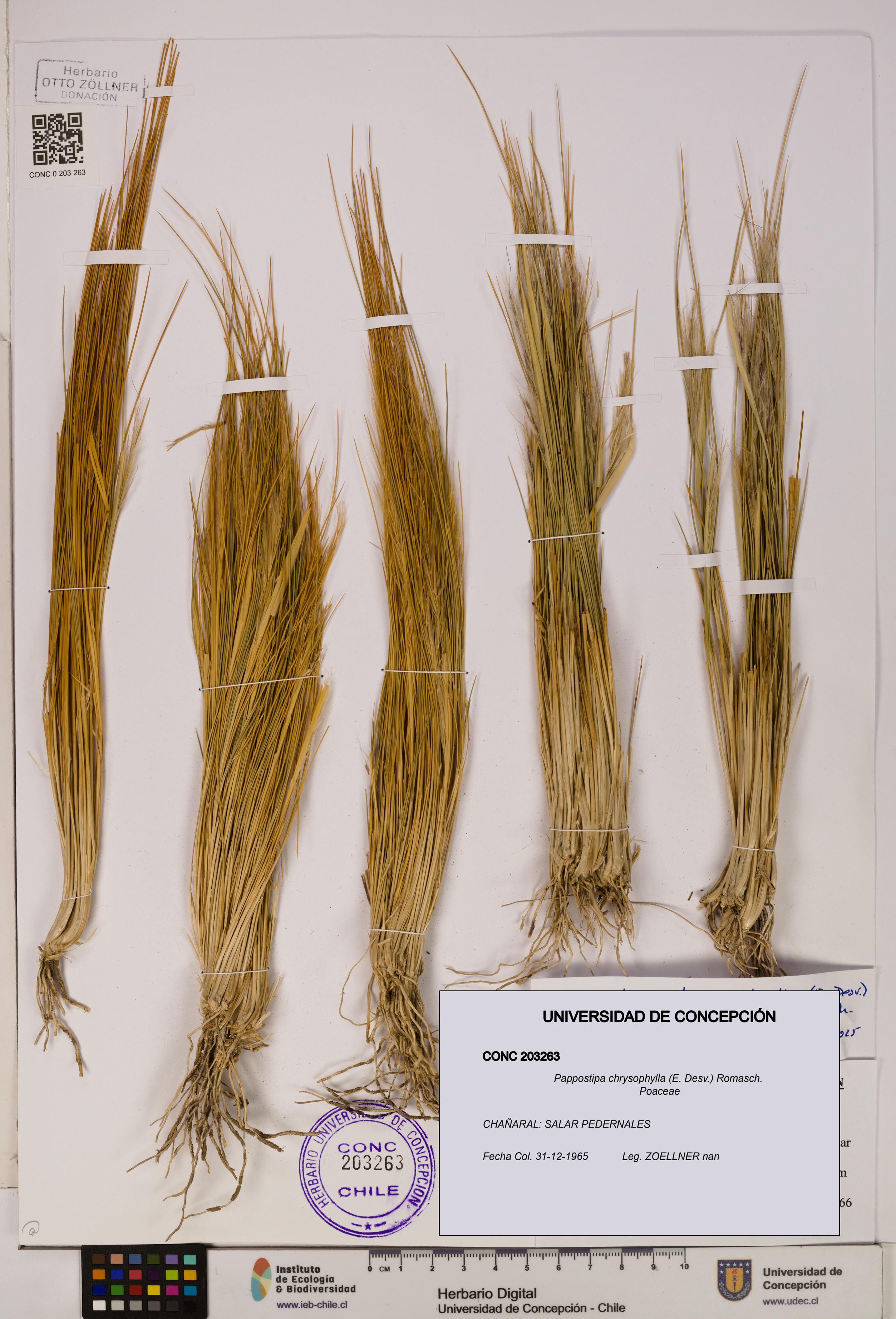 Pappostipa chrysophylla [Espécimen: UDEC:CONC:0203263]