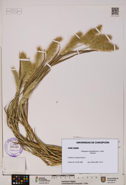 Polypogon monspeliensis [Espécimen: UDEC:CONC:0203264]
