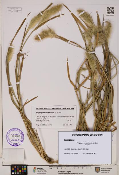 Polypogon monspeliensis [Espécimen: UDEC:CONC:0203265]