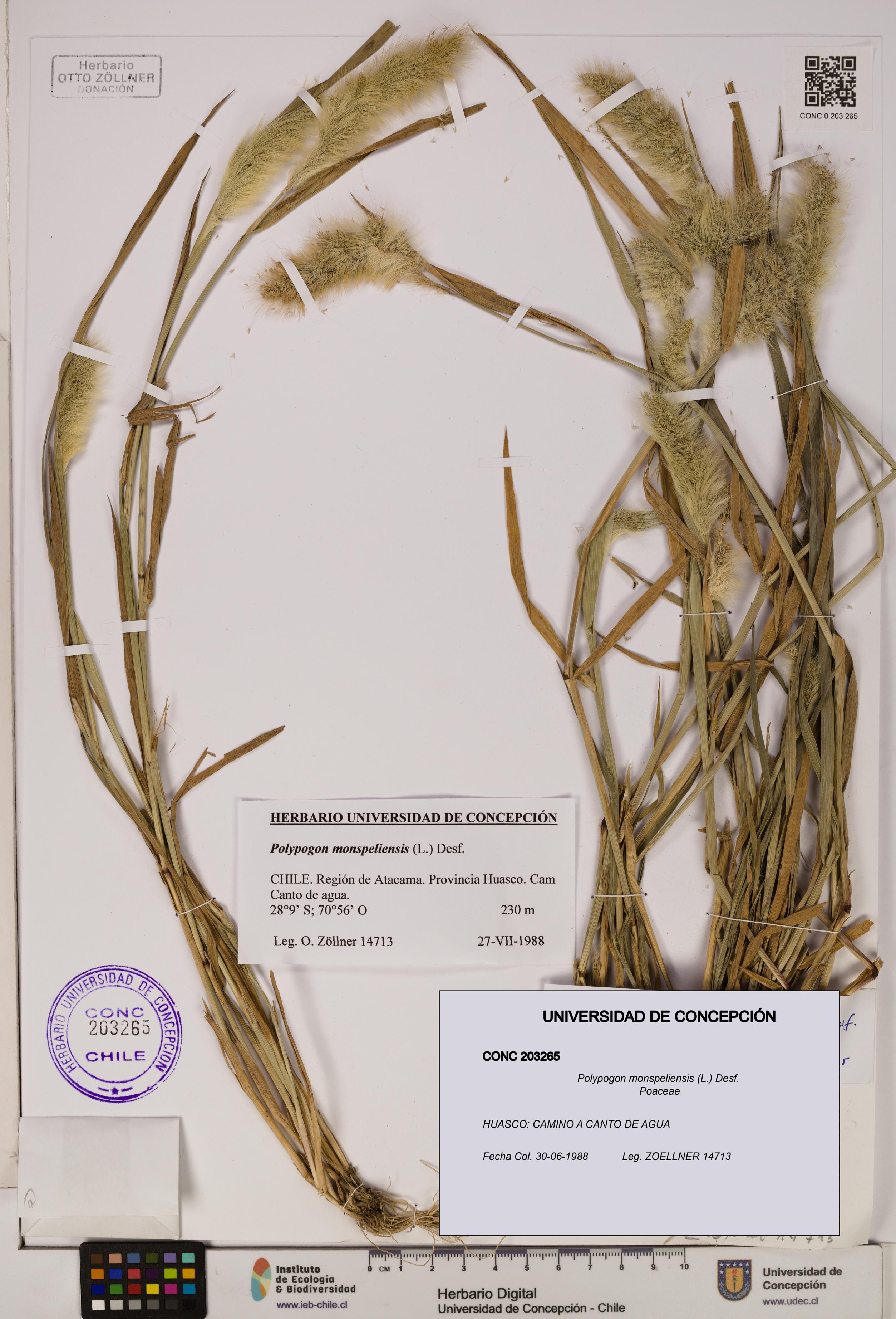 Polypogon monspeliensis [Espécimen: UDEC:CONC:0203265]