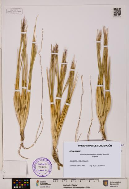 Pappostipa atacamensis [Espécimen: UDEC:CONC:0203267]