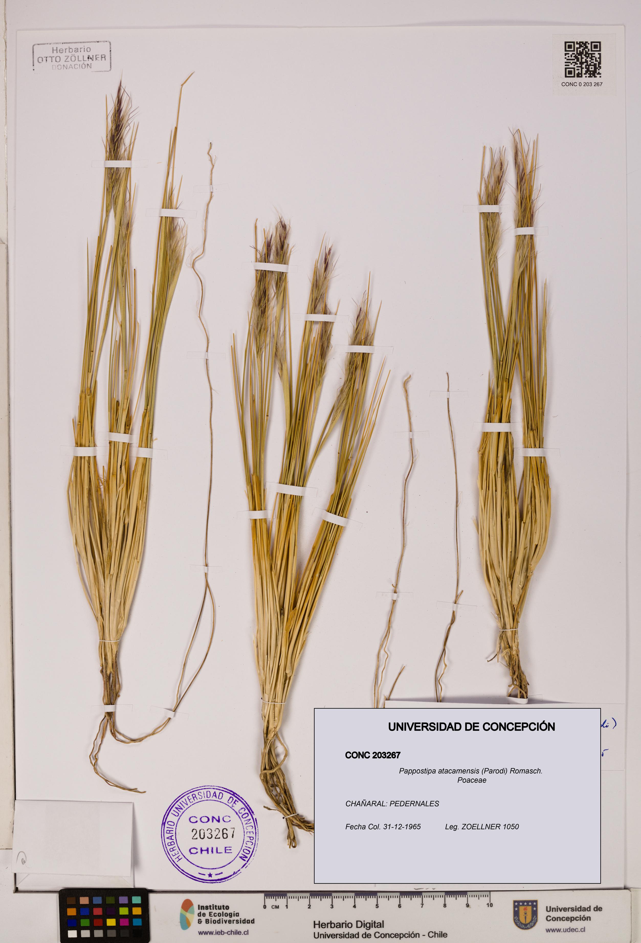 Pappostipa atacamensis [Espécimen: UDEC:CONC:0203267]