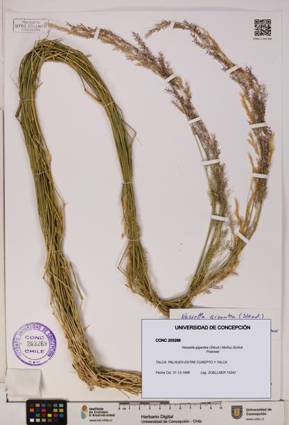 Nassella gigantea [Espécimen: UDEC:CONC:0203268]