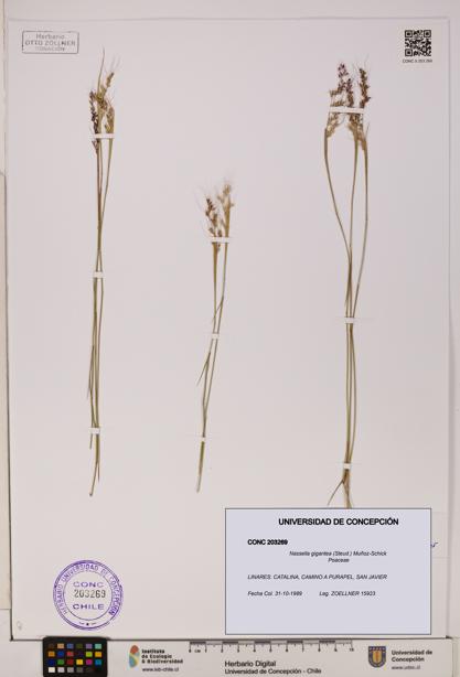 Nassella gigantea [Espécimen: UDEC:CONC:0203269]