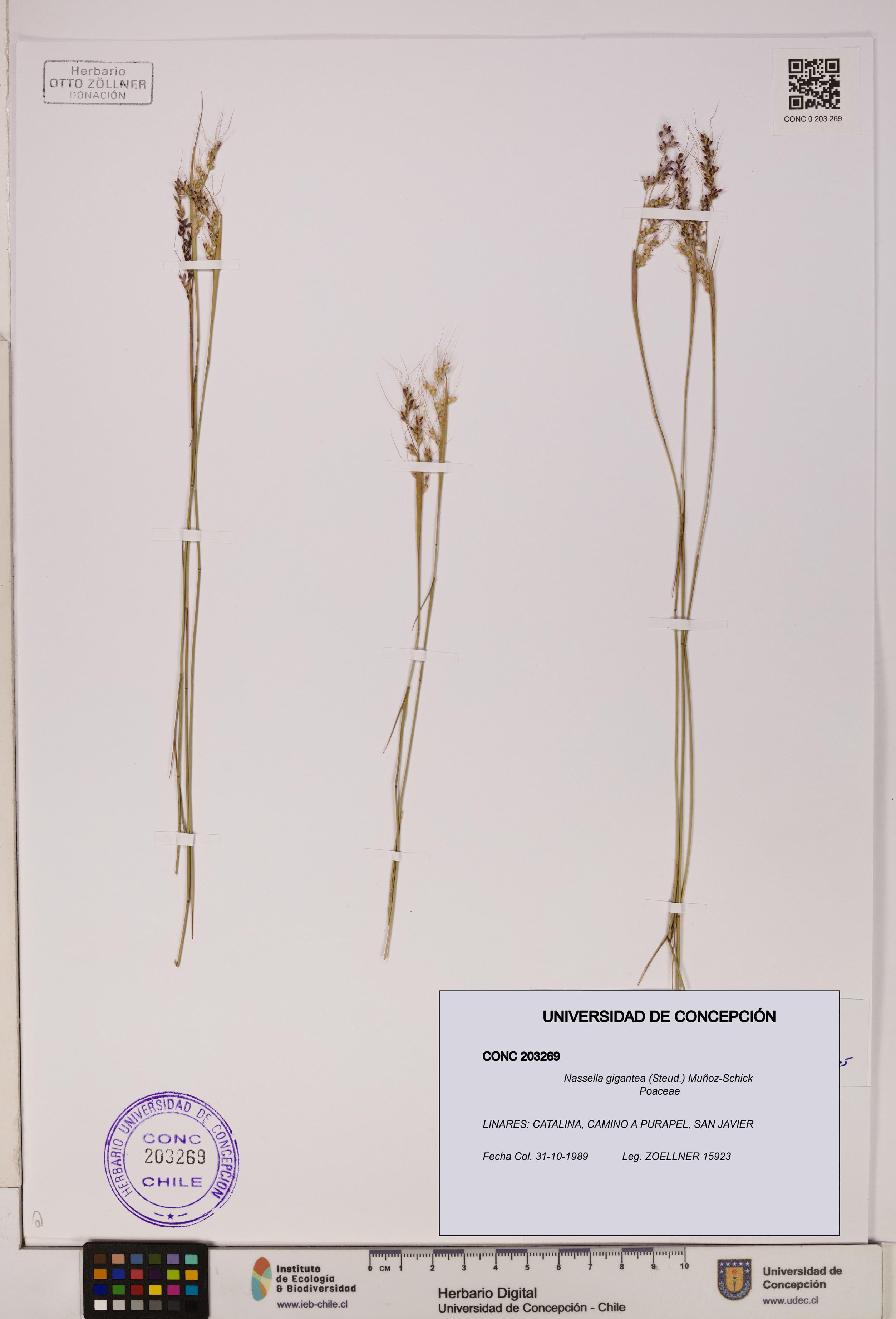 Nassella gigantea [Espécimen: UDEC:CONC:0203269]