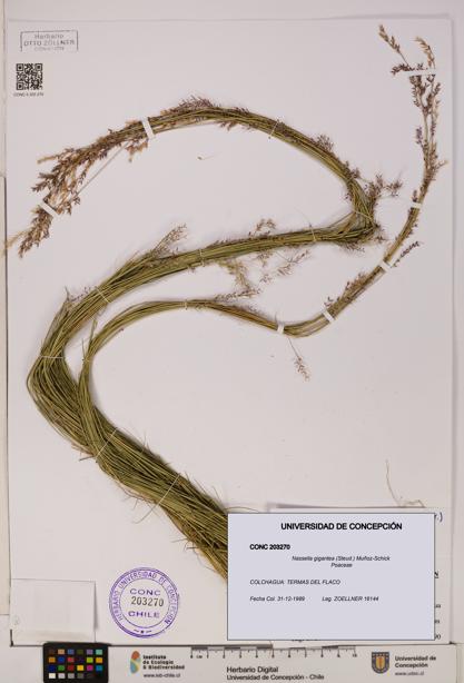 Nassella gigantea [Espécimen: UDEC:CONC:0203270]