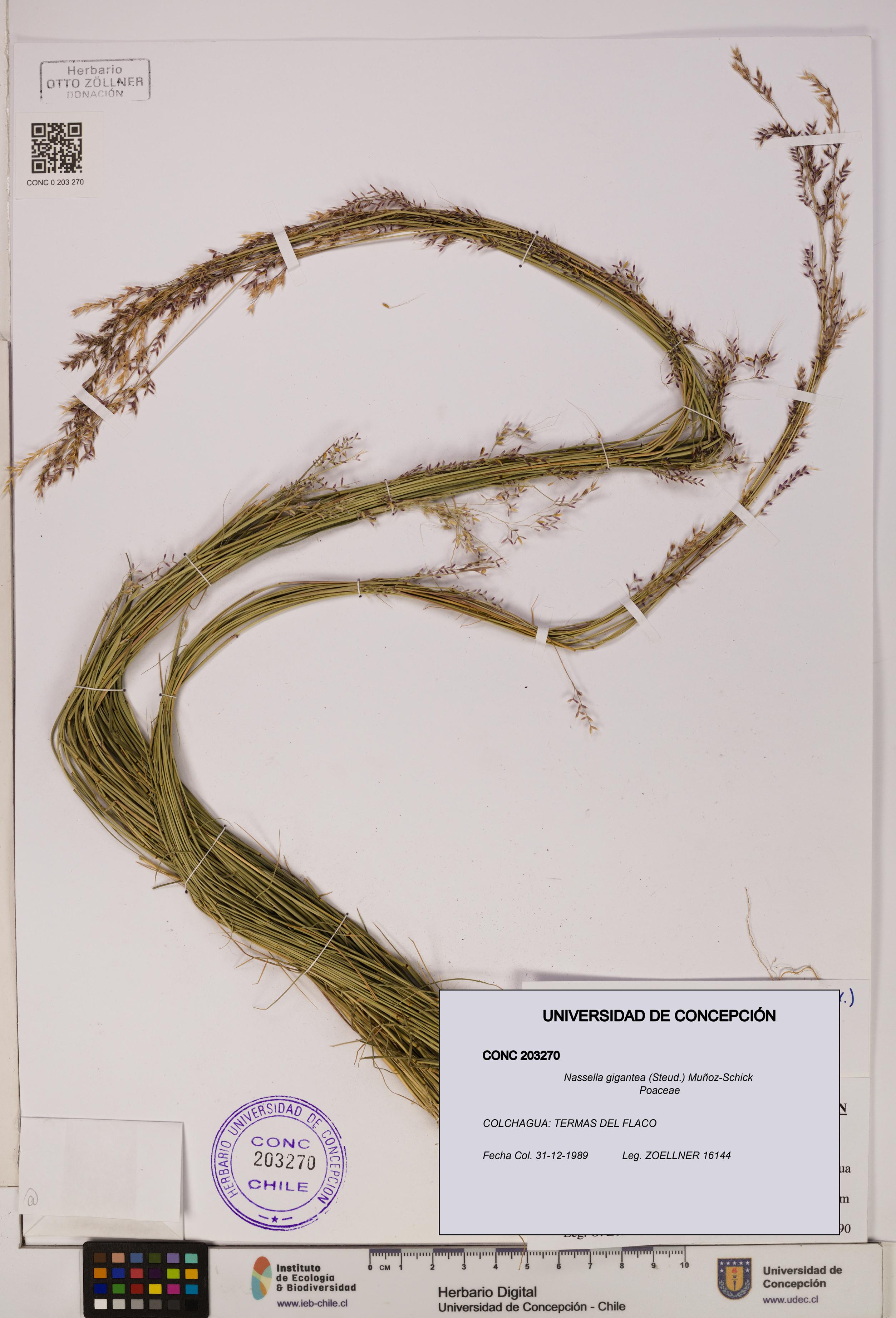 Nassella gigantea [Espécimen: UDEC:CONC:0203270]