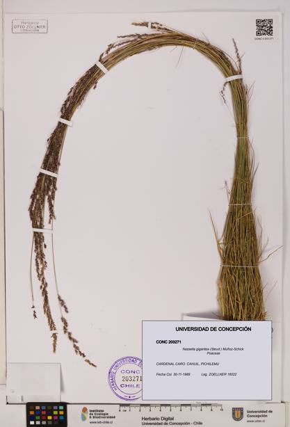 Nassella gigantea [Espécimen: UDEC:CONC:0203271]