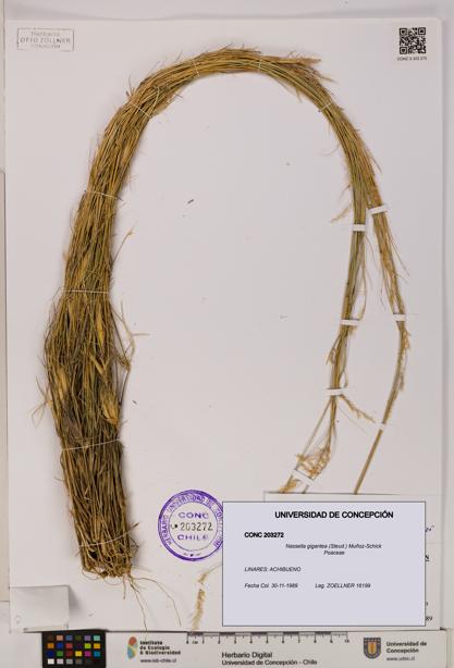 Nassella gigantea [Espécimen: UDEC:CONC:0203272]