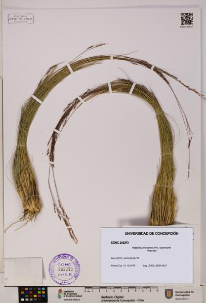 Nassella laevissima [Espécimen: UDEC:CONC:0203273]