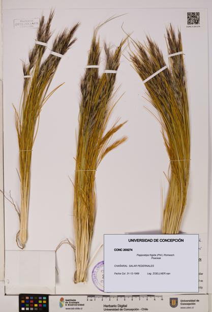 Pappostipa frigida [Espécimen: UDEC:CONC:0203274]