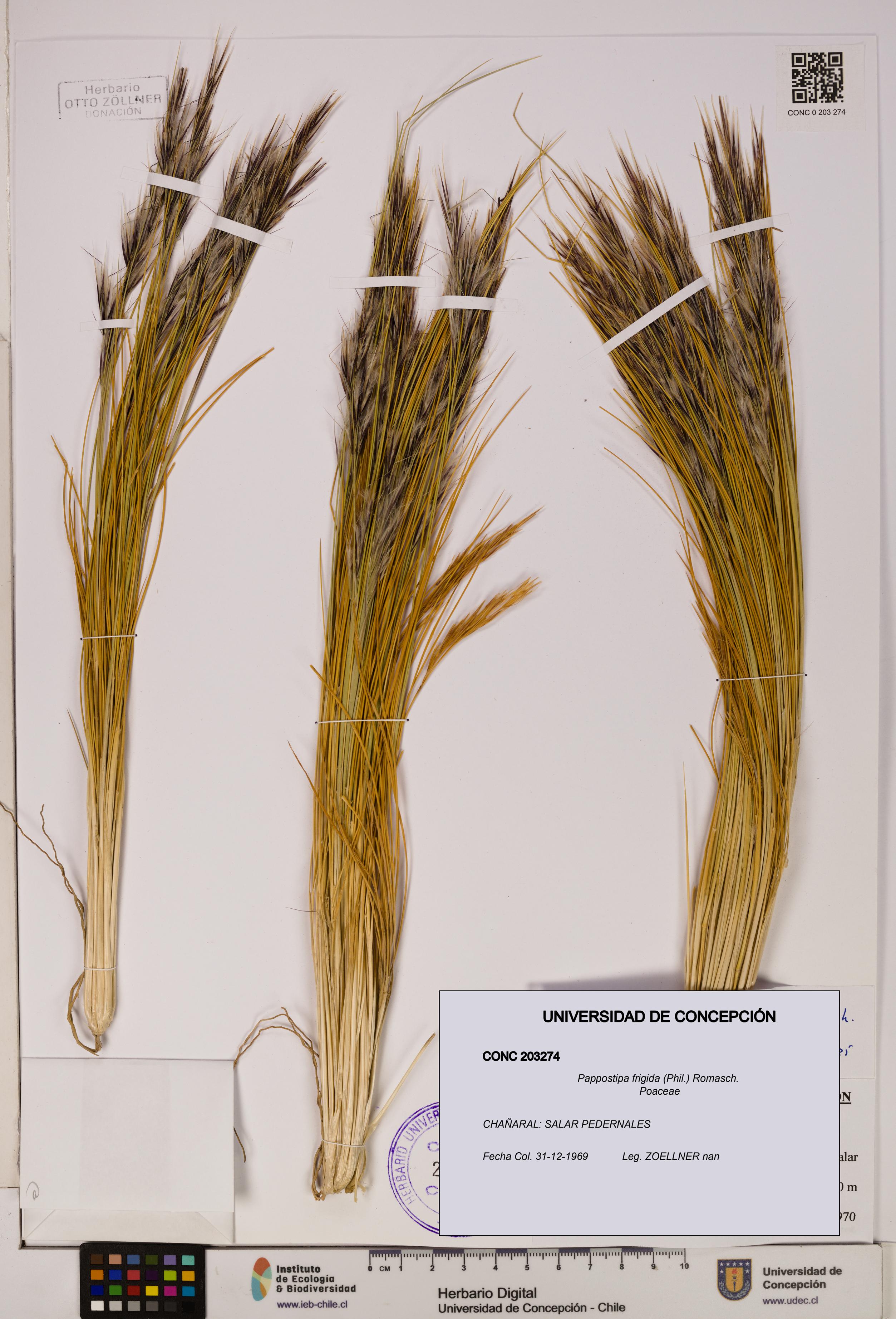 Pappostipa frigida [Espécimen: UDEC:CONC:0203274]
