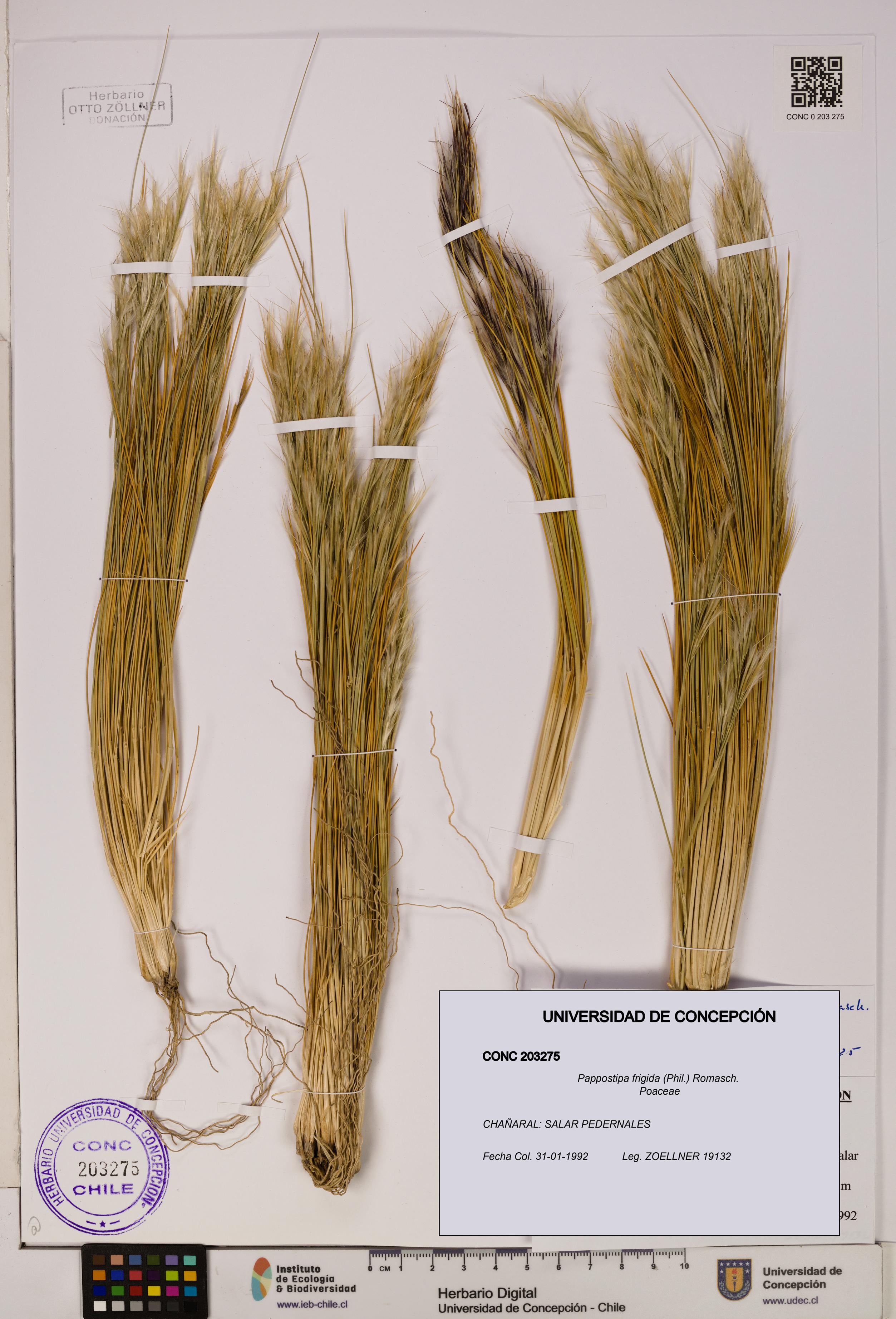 Pappostipa frigida [Espécimen: UDEC:CONC:0203275]