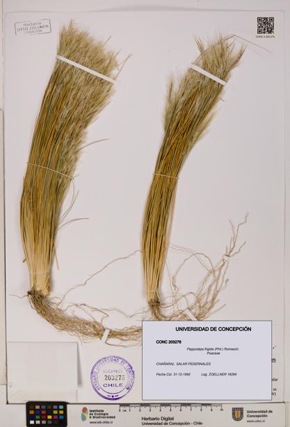 Pappostipa frigida [Espécimen: UDEC:CONC:0203276]