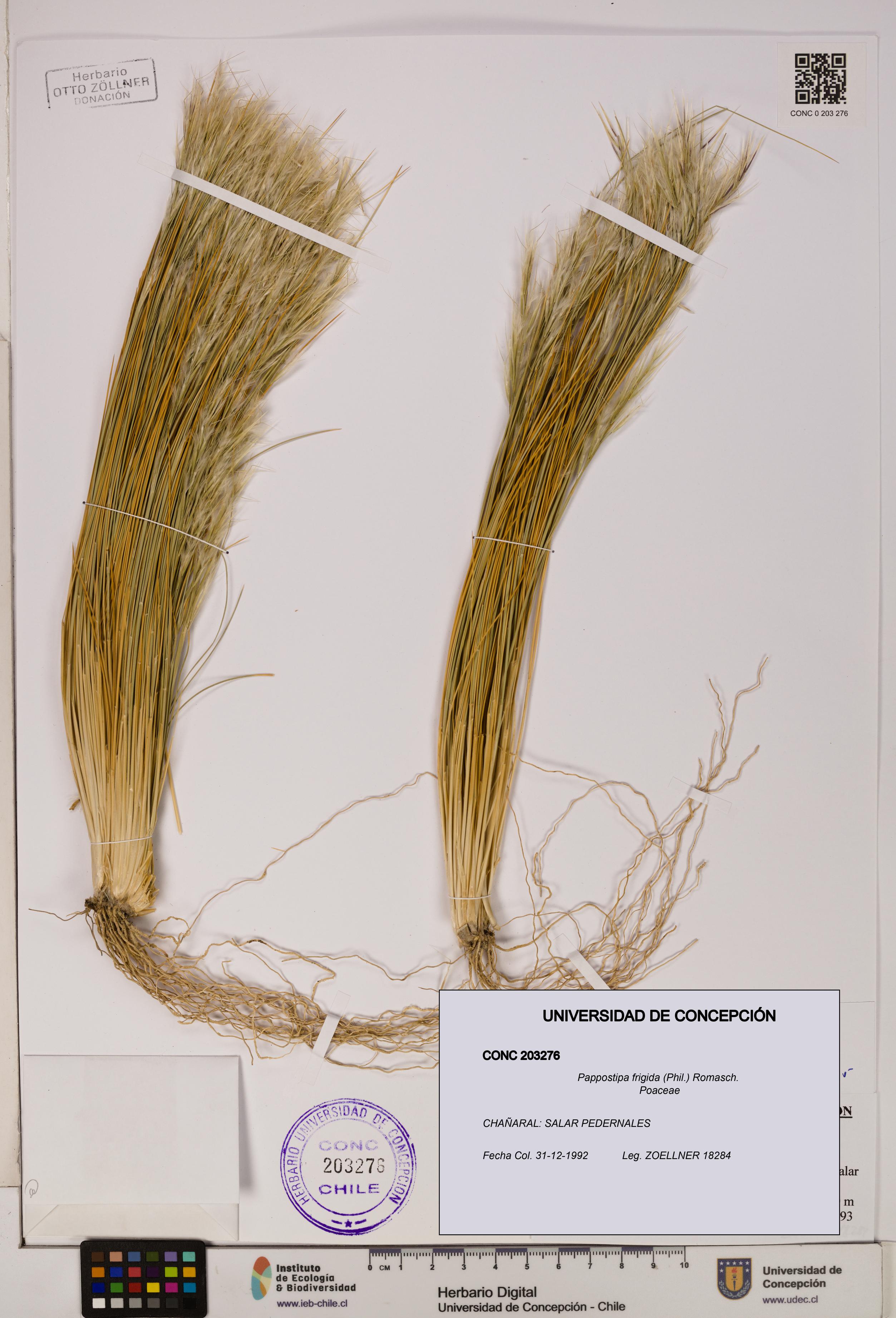 Pappostipa frigida [Espécimen: UDEC:CONC:0203276]