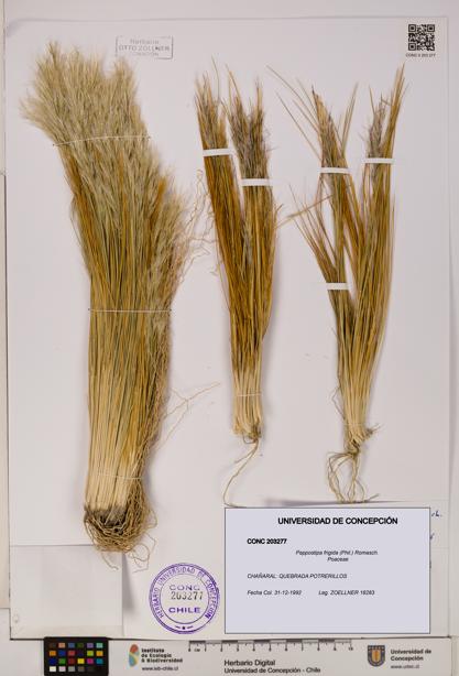 Pappostipa frigida [Espécimen: UDEC:CONC:0203277]
