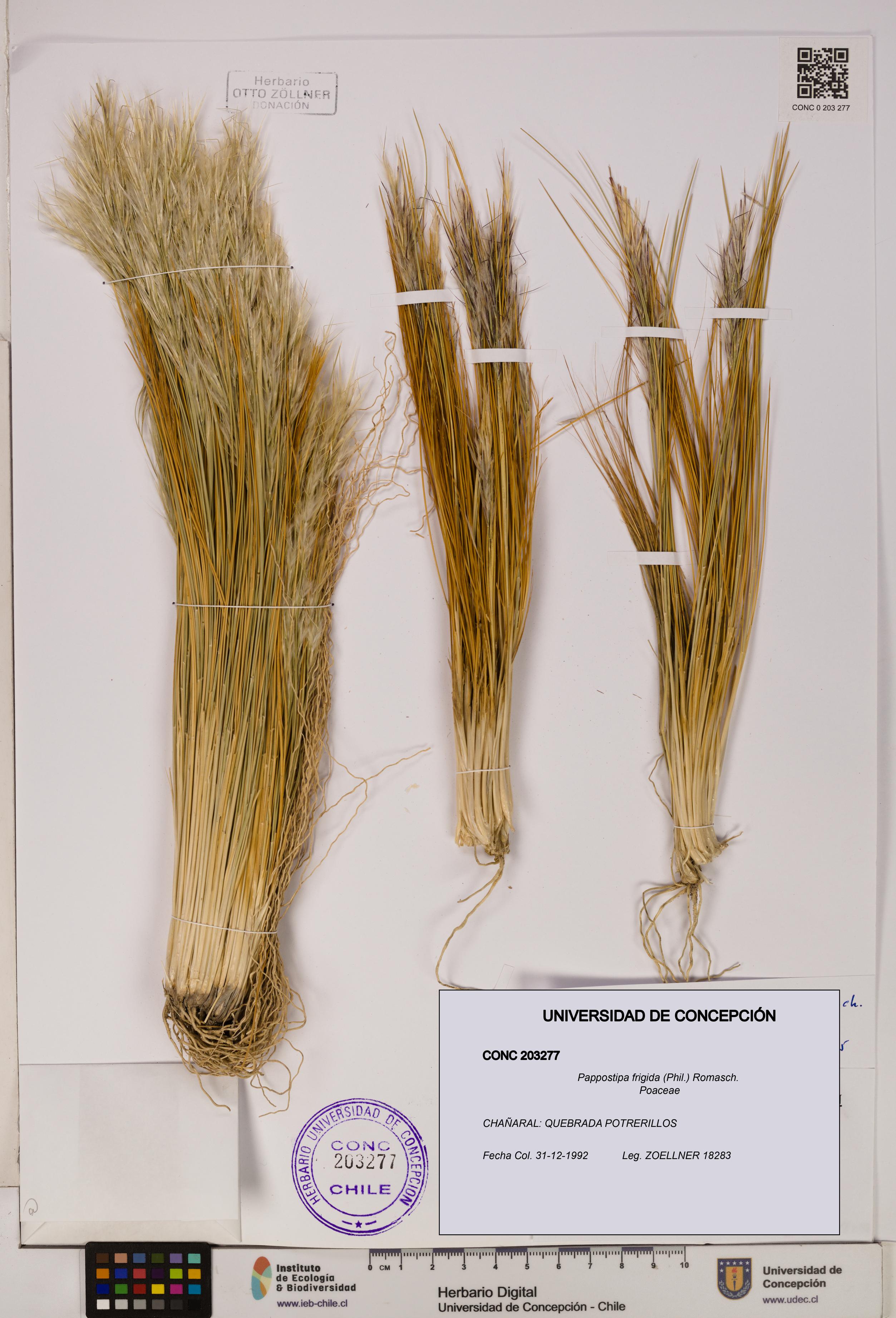 Pappostipa frigida [Espécimen: UDEC:CONC:0203277]