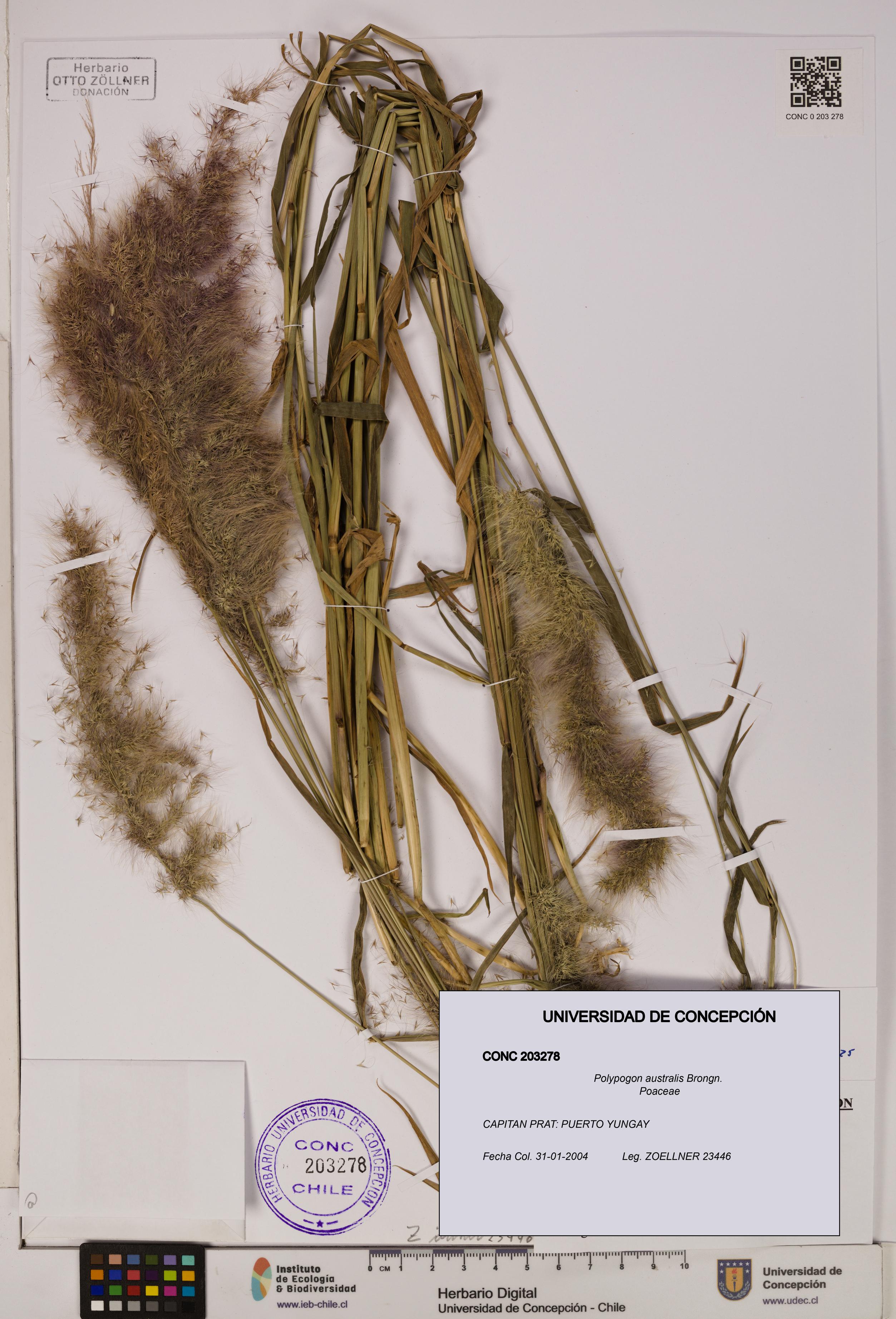 Polypogon australis [Espécimen: UDEC:CONC:0203278]