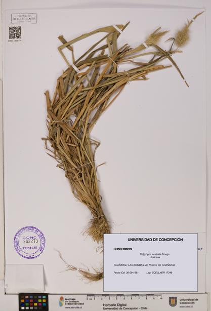 Polypogon australis [Espécimen: UDEC:CONC:0203279]