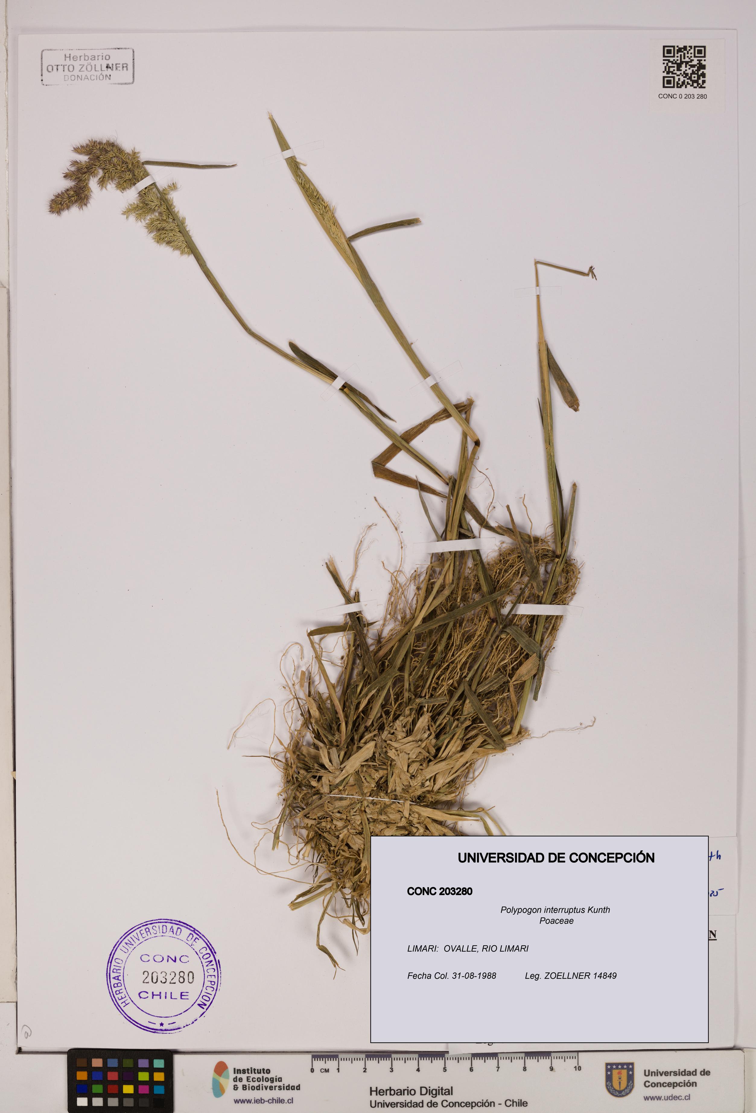 Polypogon interruptus [Espécimen: UDEC:CONC:0203280]