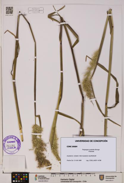 Polypogon australis [Espécimen: UDEC:CONC:0203281]