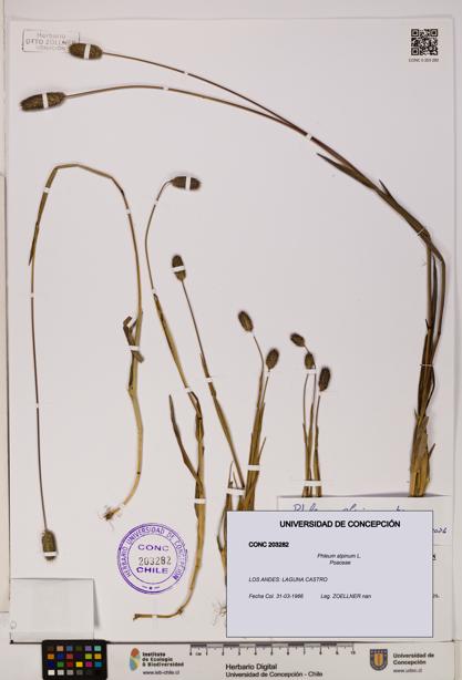 Phleum alpinum [Espécimen: UDEC:CONC:0203282]
