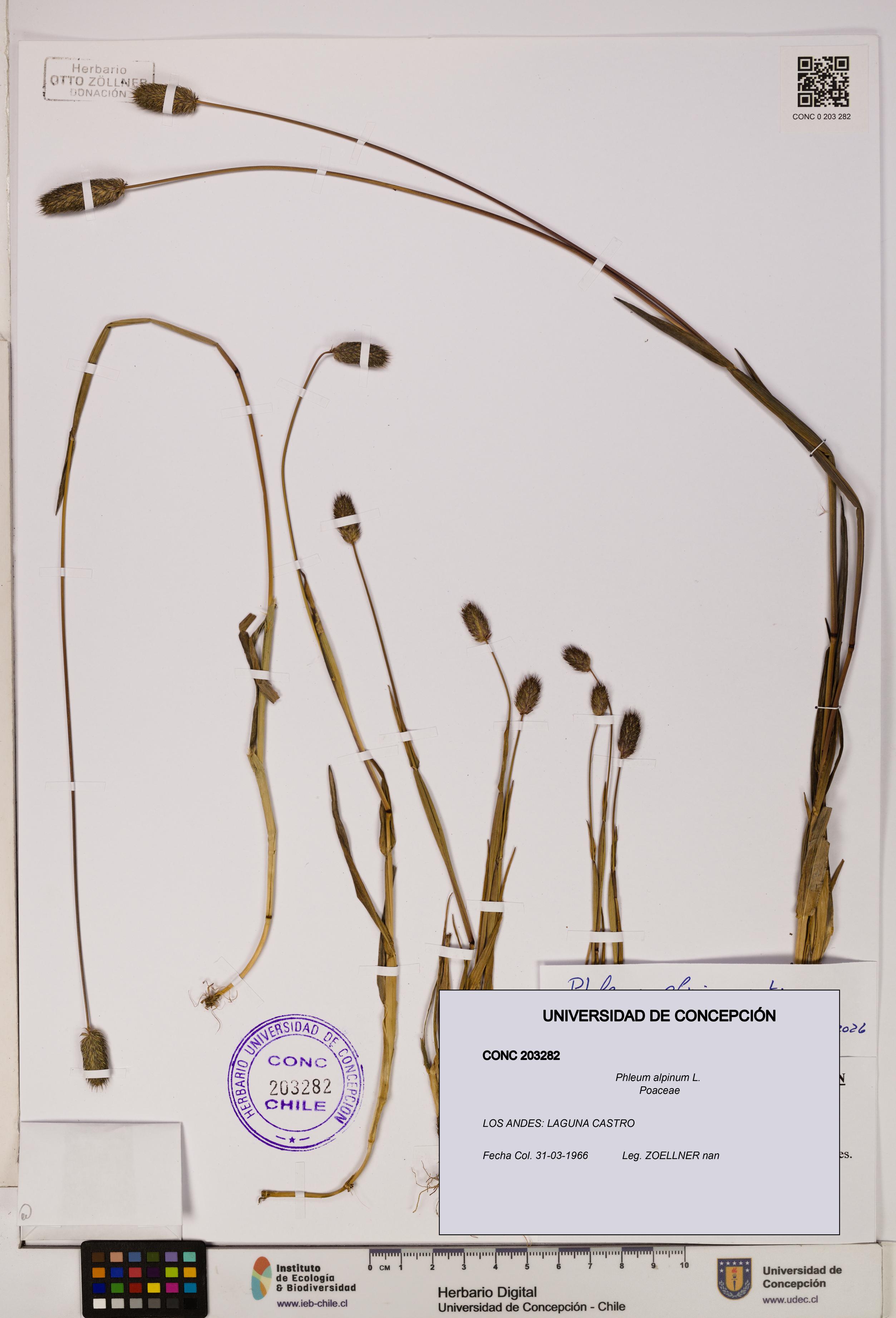 Phleum alpinum [Espécimen: UDEC:CONC:0203282]