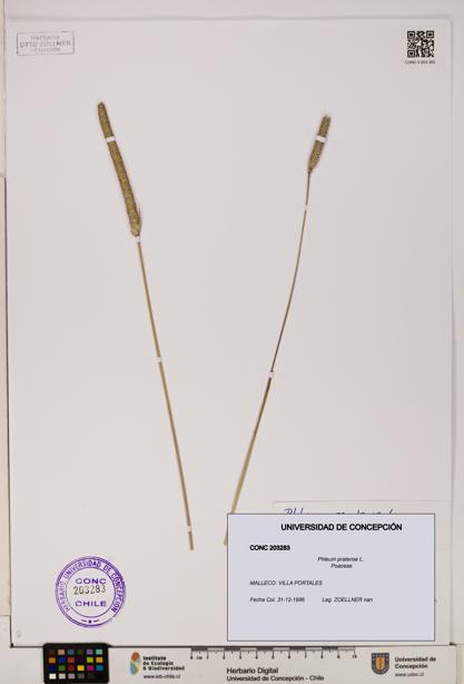 Phleum pratense [Espécimen: UDEC:CONC:0203283]