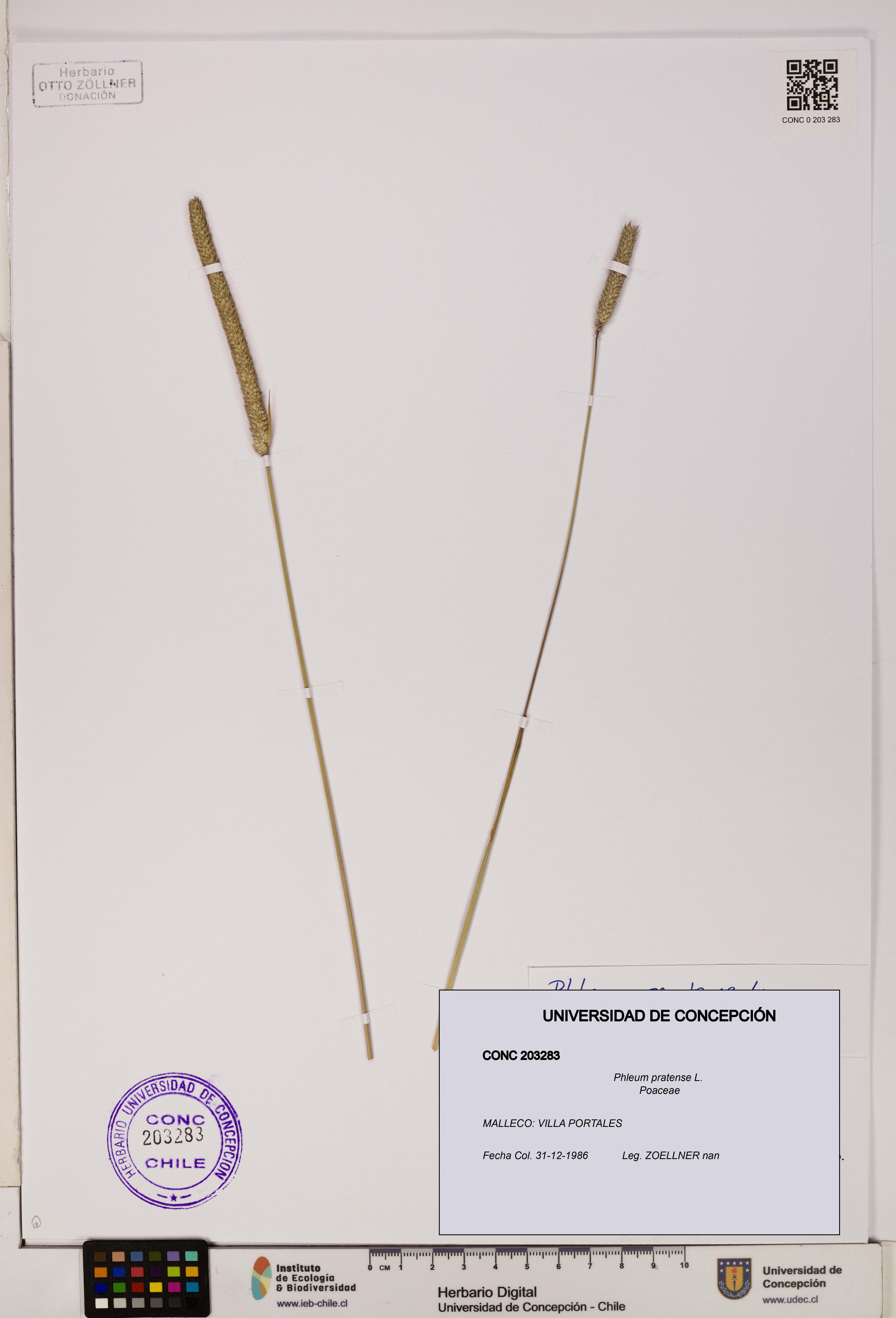 Phleum pratense [Espécimen: UDEC:CONC:0203283]