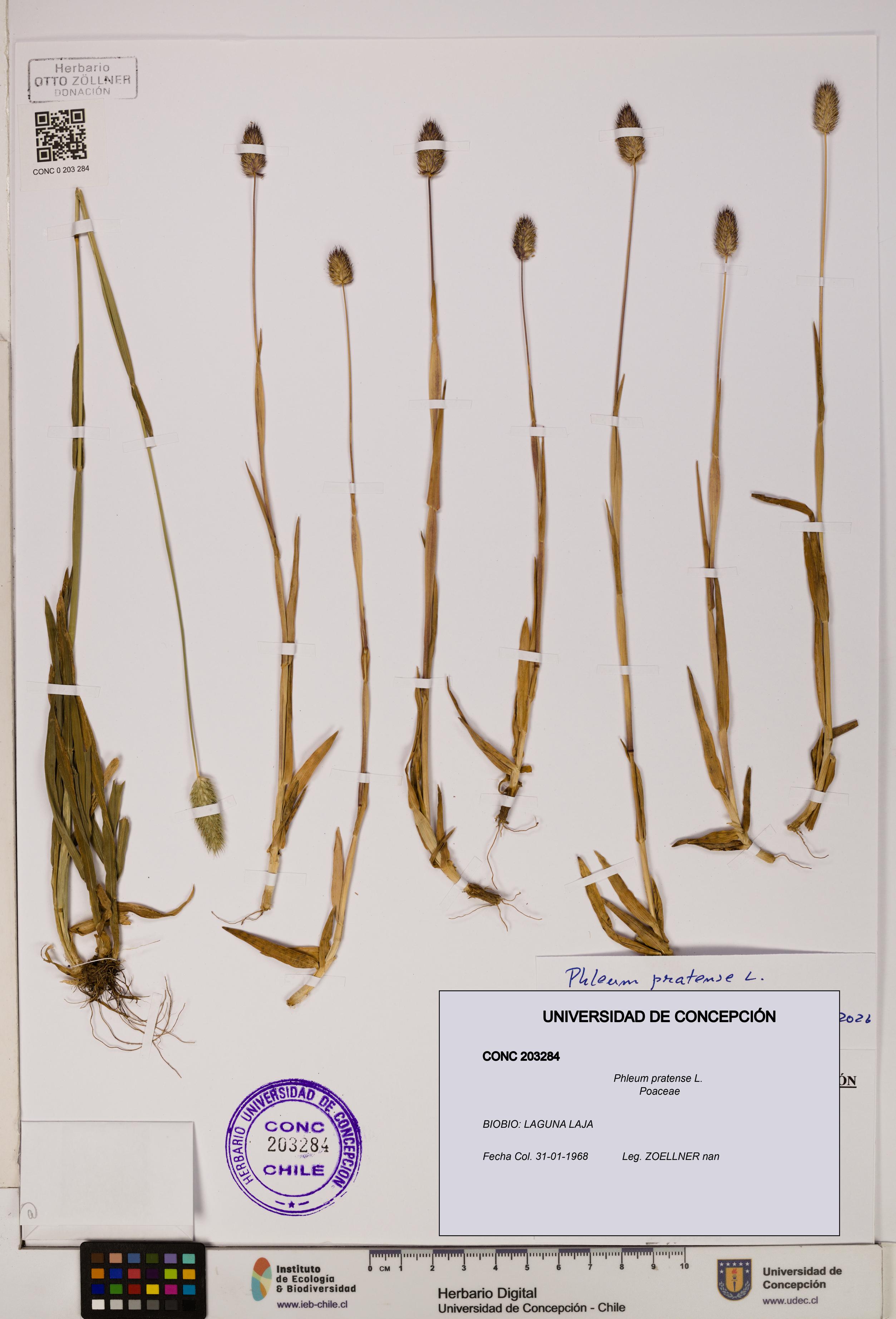 Phleum pratense [Espécimen: UDEC:CONC:0203284]