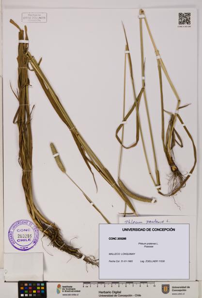 Phleum pratense [Espécimen: UDEC:CONC:0203285]