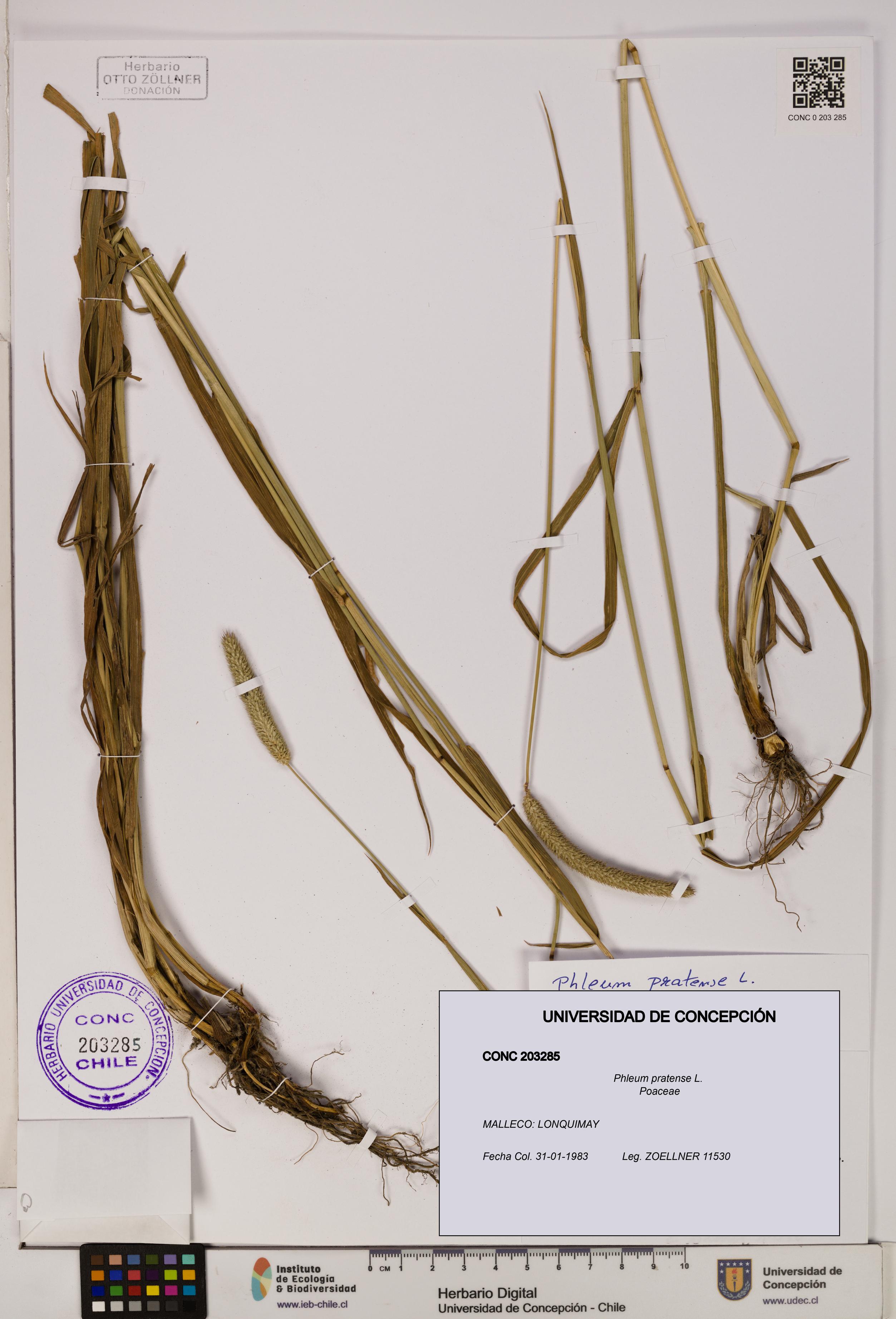 Phleum pratense [Espécimen: UDEC:CONC:0203285]