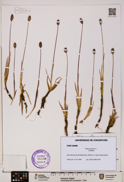 Phleum alpinum [Espécimen: UDEC:CONC:0203286]